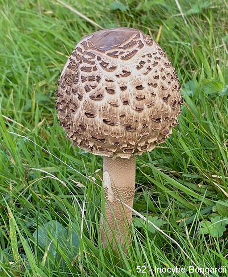 052 - Inocybe Bongardii